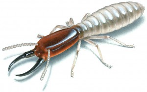 diagnostic termites marseille